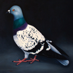 pigeon 1.1mx1.1m!.jpg