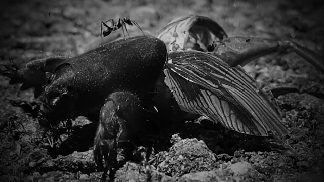 Sandgroper (video still)